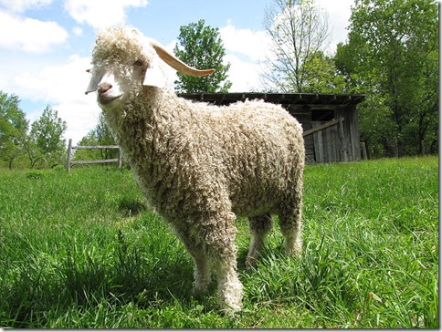 800px-Quebec_angora_goat