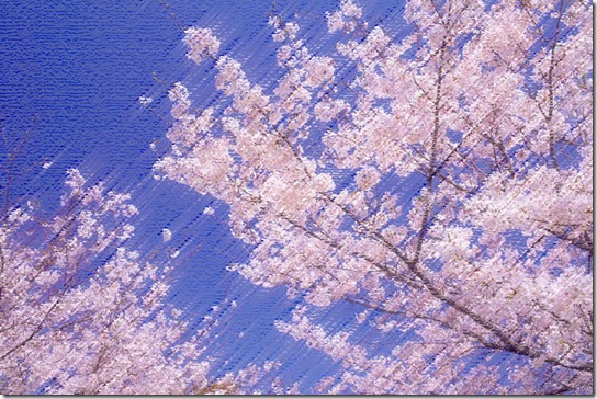 sakura
